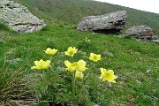 18 Pulsatilla alpina (sulfurea)